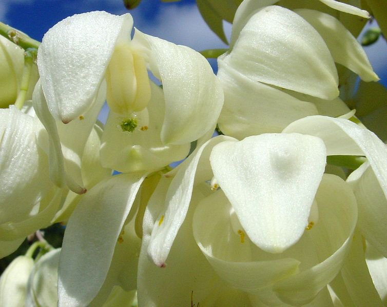 yucca_flower.jpg