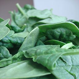 spinach_photo-l.jpg