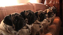 pugsonairplane-l.jpg