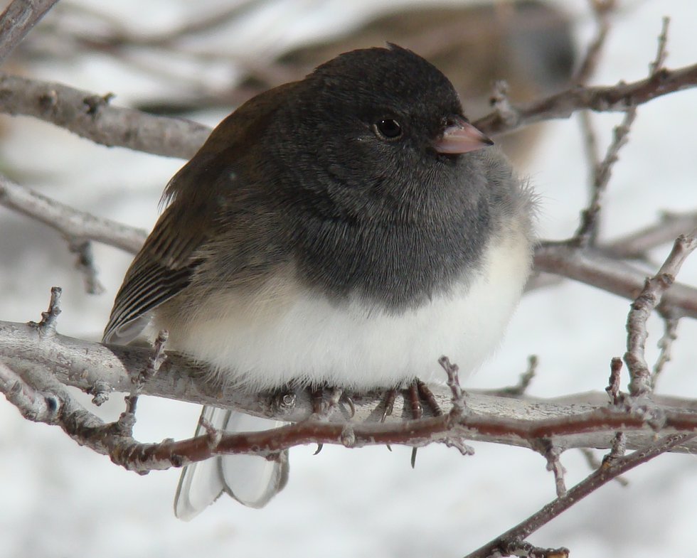 Santa fe.Oregon dark-eyed junco.warren berg.jpg