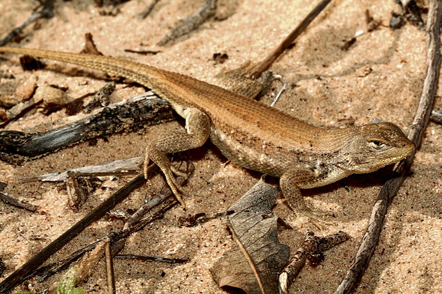 Opinion-Dunes-SageBush-Lizard.jpg