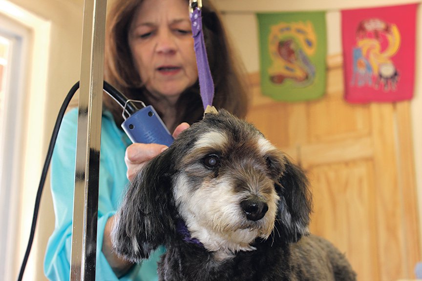 News2-2-Dog-groomer.jpg