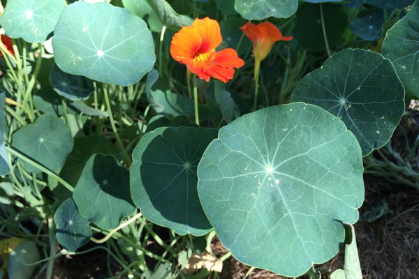 nasturtium.jpg