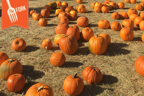 New-Fork-Header-pumpkinPatch.jpg