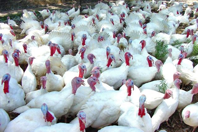 live-turkeys.jpg