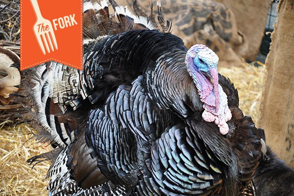 New-Fork-Header-gobble2.jpg