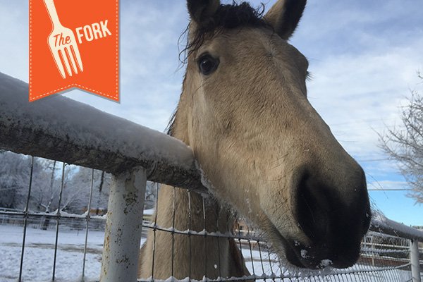 New-Fork-Header-horsey.jpg