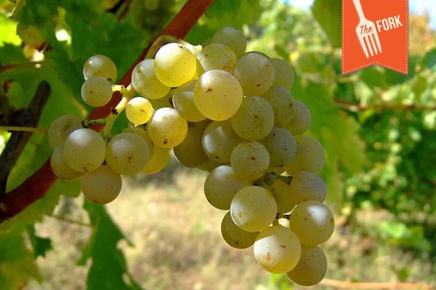 New-Fork-Header-grapes.jpg