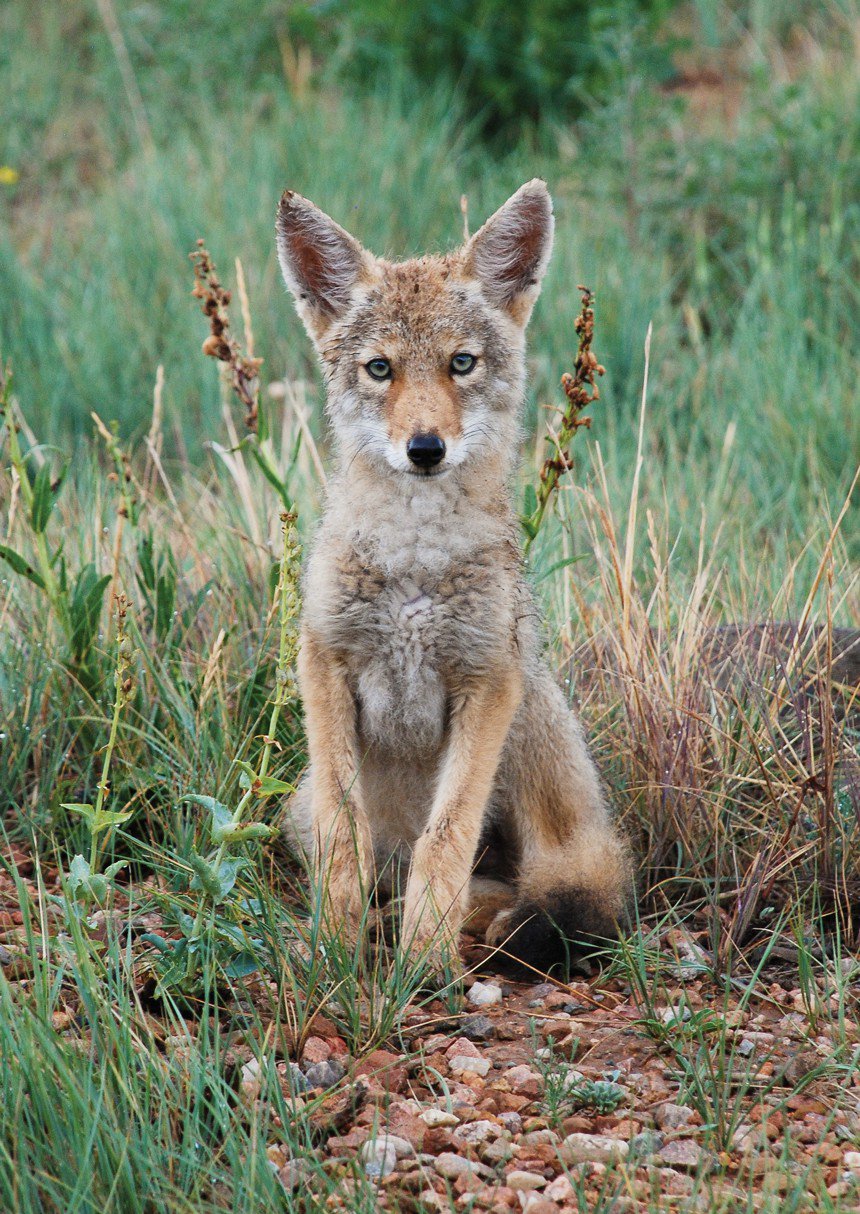 Coyote pup