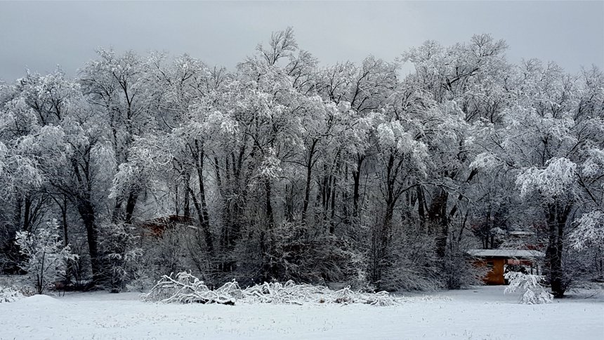 Winter Trees in Tesuque