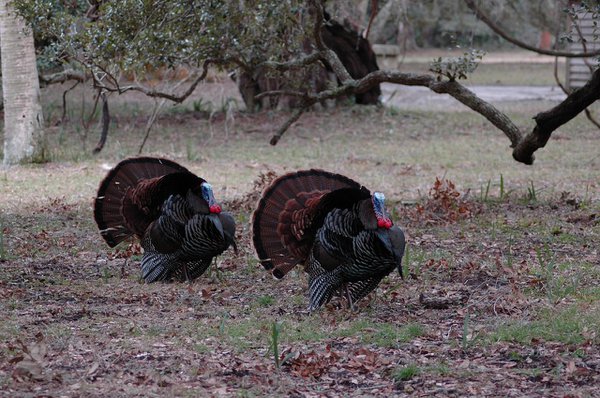 wild-turkeys.jpg