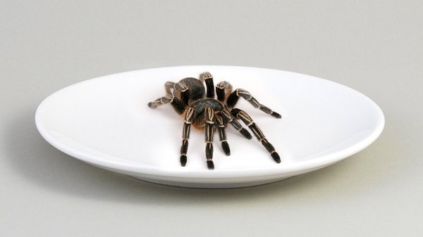 tech-2-ALT-Zebra-Tarantula-Aphonopelma-seemani-shutterstock_5353102.jpg