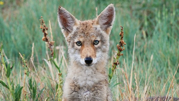 Cover-4-coyote_puppy-Credit-Daryl-Black1.jpg