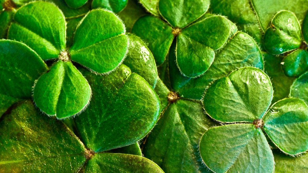 Pick-MAIN-shamrocks_clover_st_patricks_day.jpg