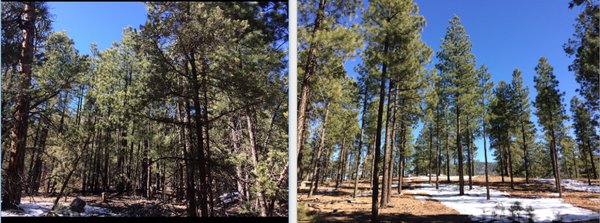 unthinned-verus-thinned-in-Jemez.png