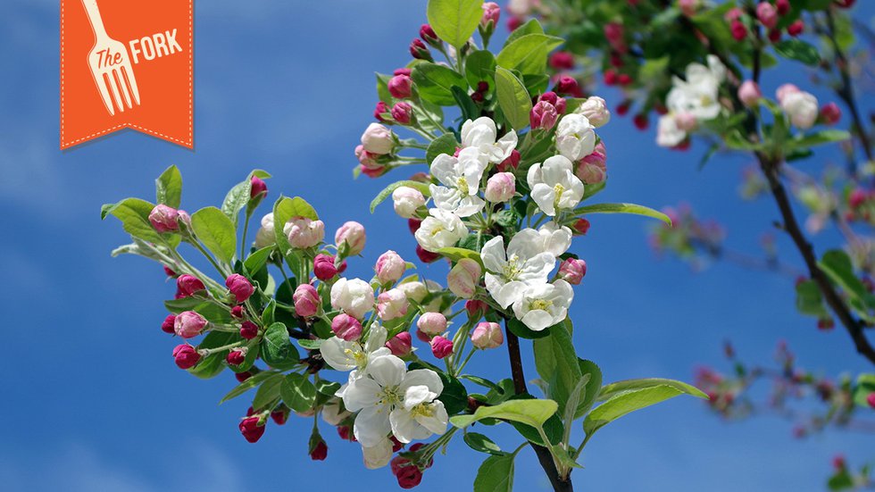 Apple-Blossoms_Fork-Header-16-9.jpg