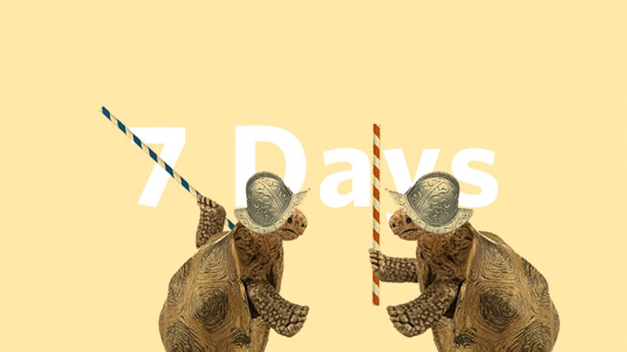 7Days-MAIN-Turtle.jpg