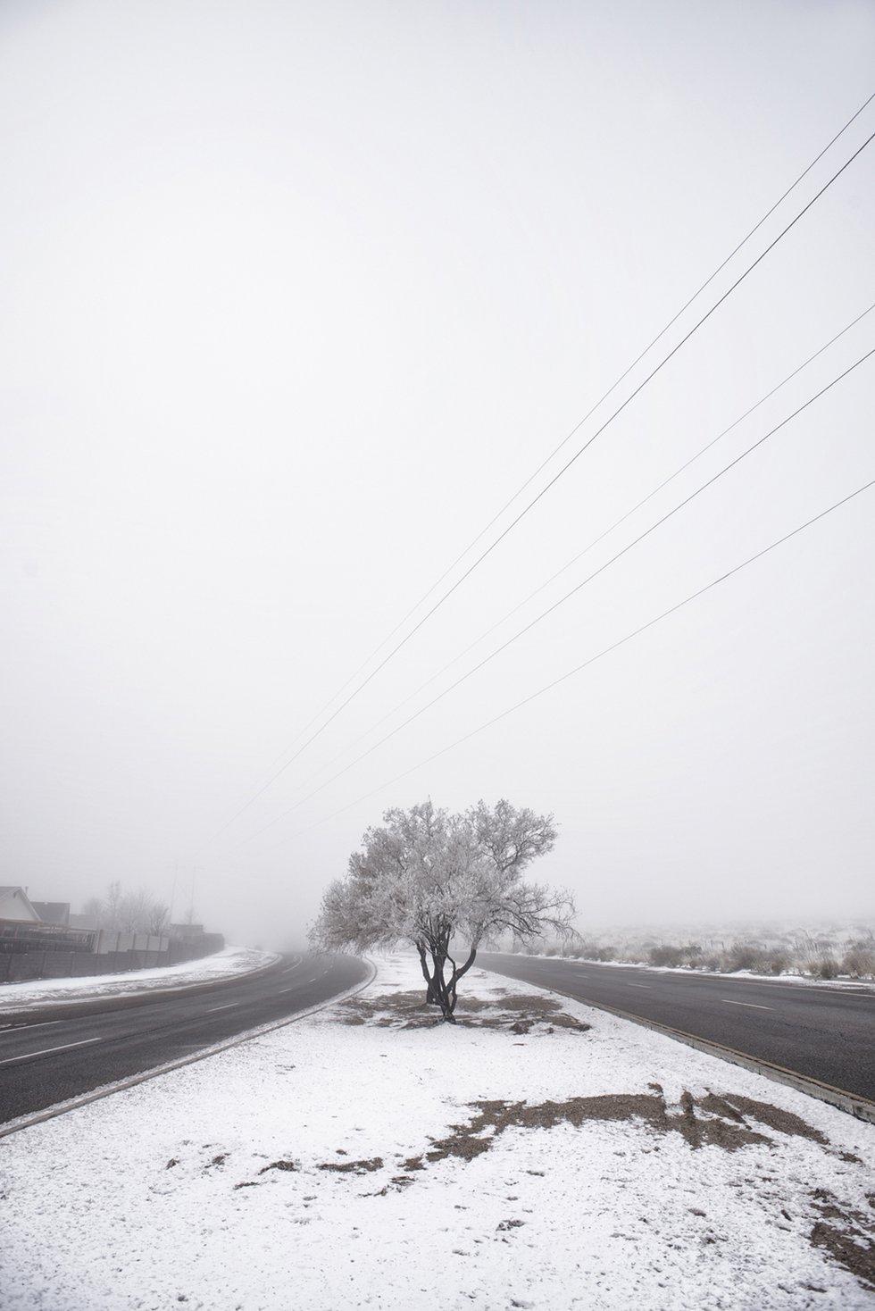 Lonely Tree