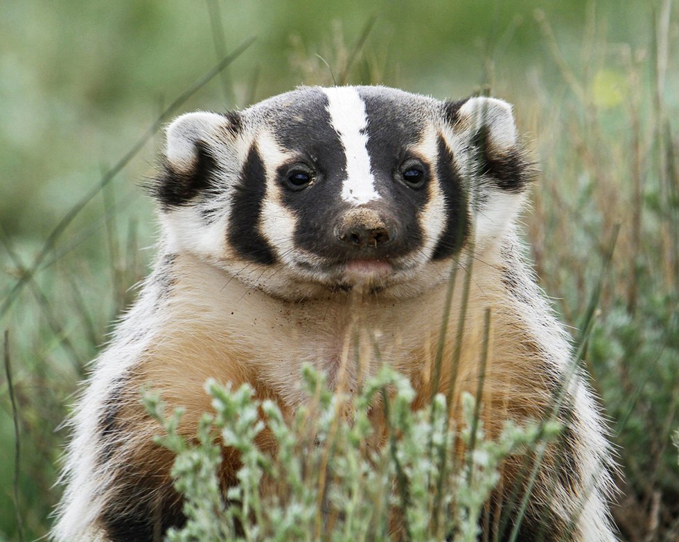 AmericanBadger_VallesCalderaNP_21Jul2013.jpg