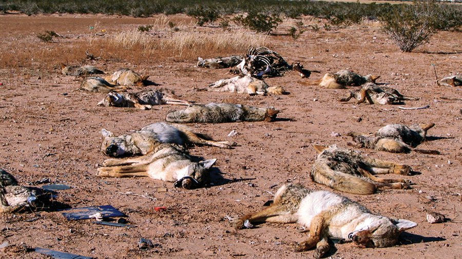 Opinion-MAIN-Dead-Coyotes.jpg