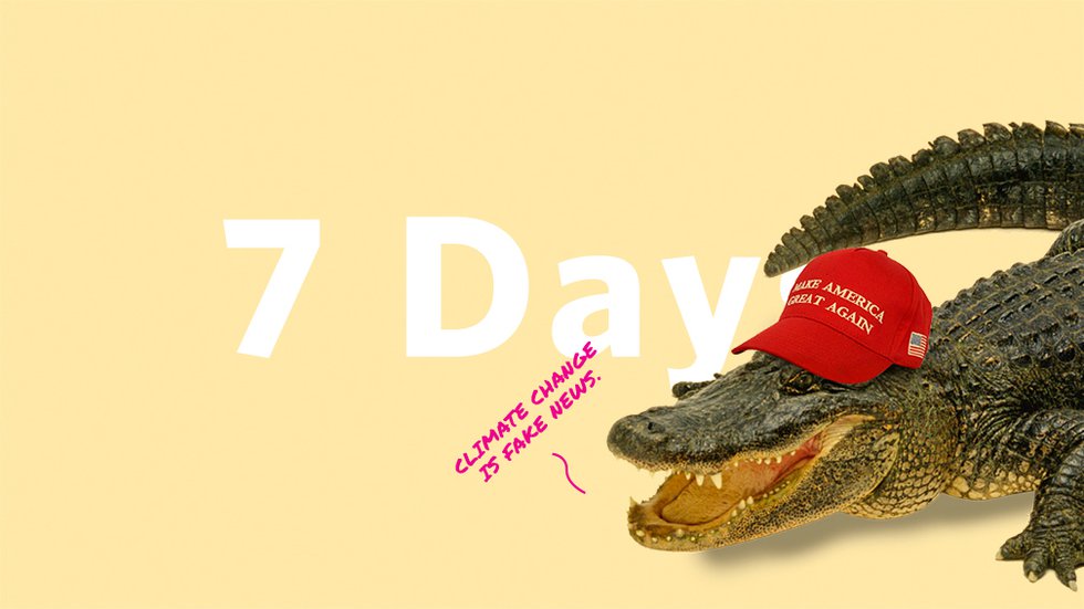 7Days-MAIN-MAGA-Gator.jpg