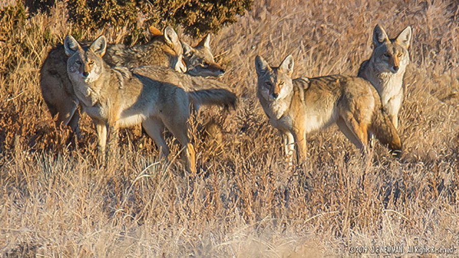 Opinion-MAIN-Coyotes-credit-Joseph-E-Newman.jpg