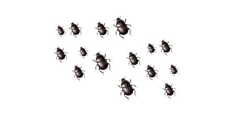 13-Bugs.jpg