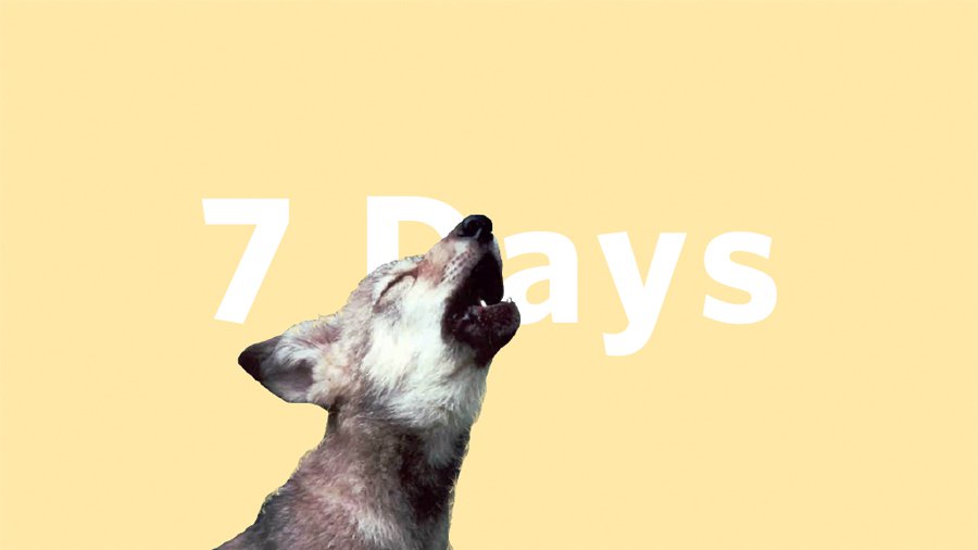 7Days-MAIN-wolf.jpg