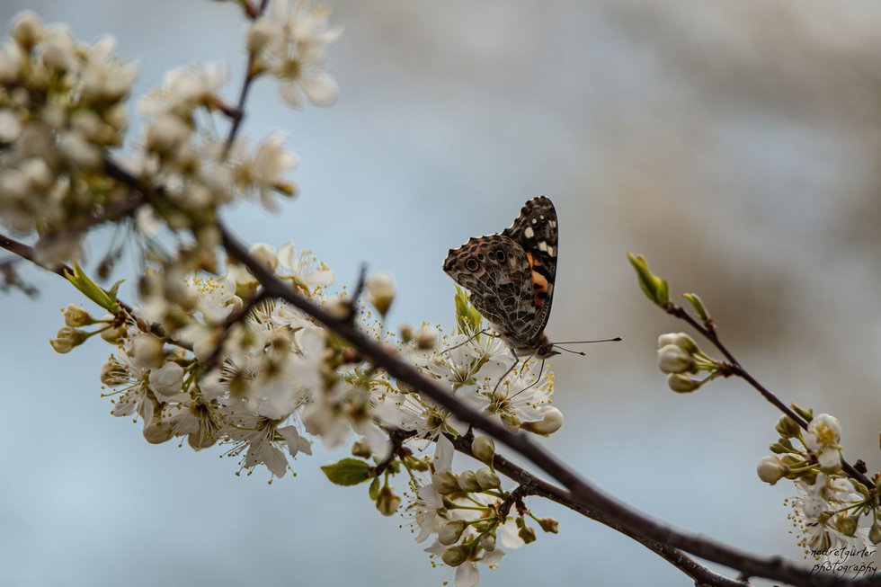 painted-lady-fruit.jpeg