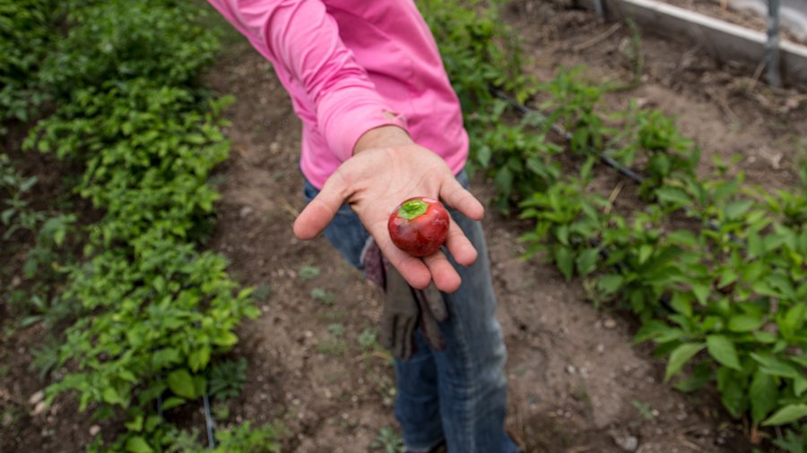 Cover-2-cherry-bomb-with-arm.jpg