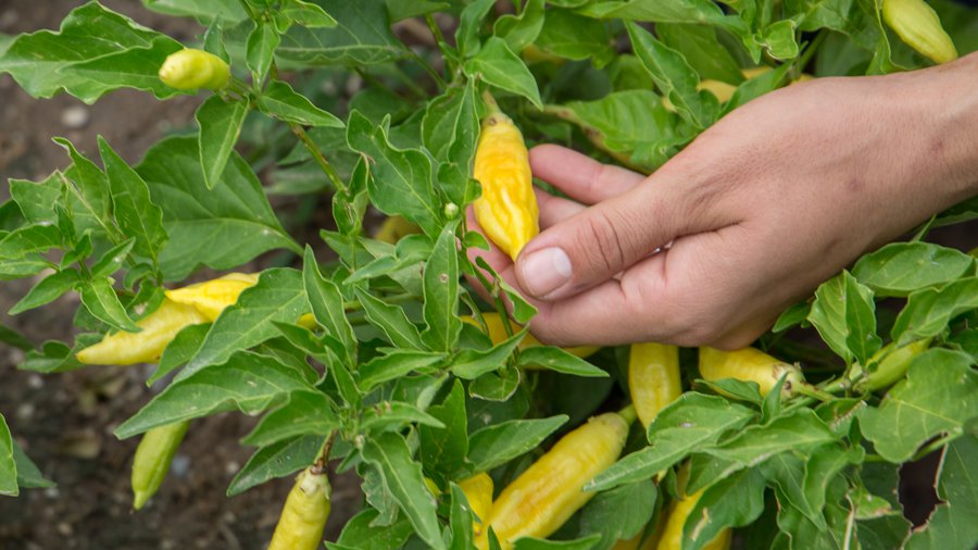 Cover-4-close-up-yellow-aji.jpg