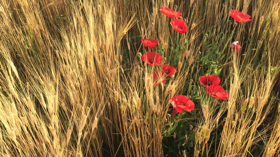 Food-MAIN-SmallGrainsCoverCrops.jpg