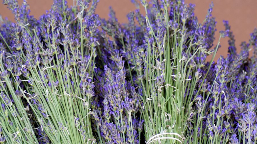 Pick5-Lavender_Courtesy-El-Rancho-de-las-Golondrinas.jpg