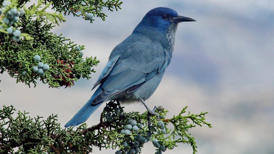 Cover-1-pinyon-jay-in-juniper_lede2.jpg