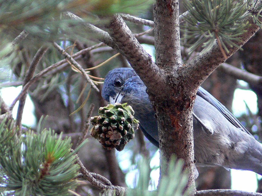 Cover-3-pinyon-jay-with-cone_2000.jpg