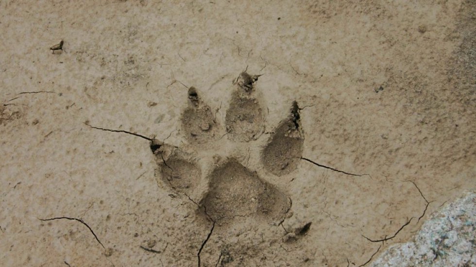 Cover-2-Mexican_wolf_paw_print_IFT.jpg