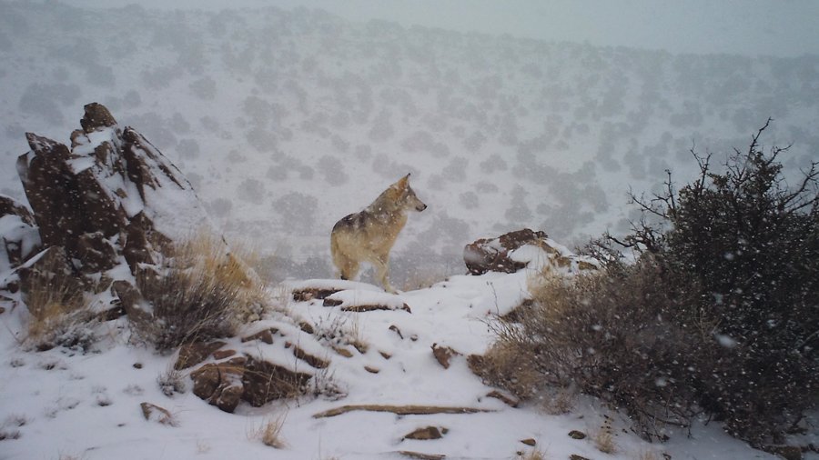 Cover-4-Captive-Mex-Wolf-Sev.-USFWS-credit.jpg