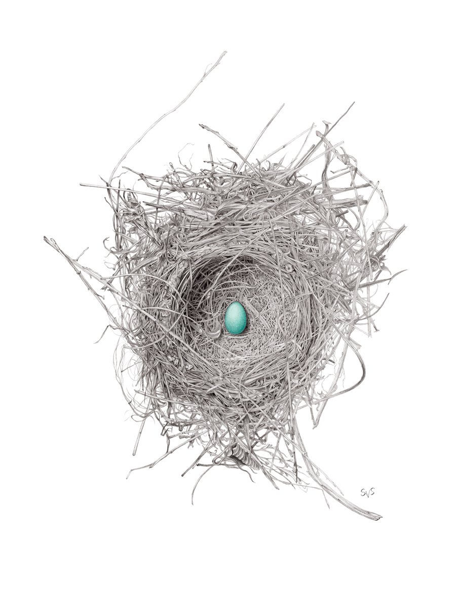 American Robin (Turdus migratorius) Nest &amp; Egg