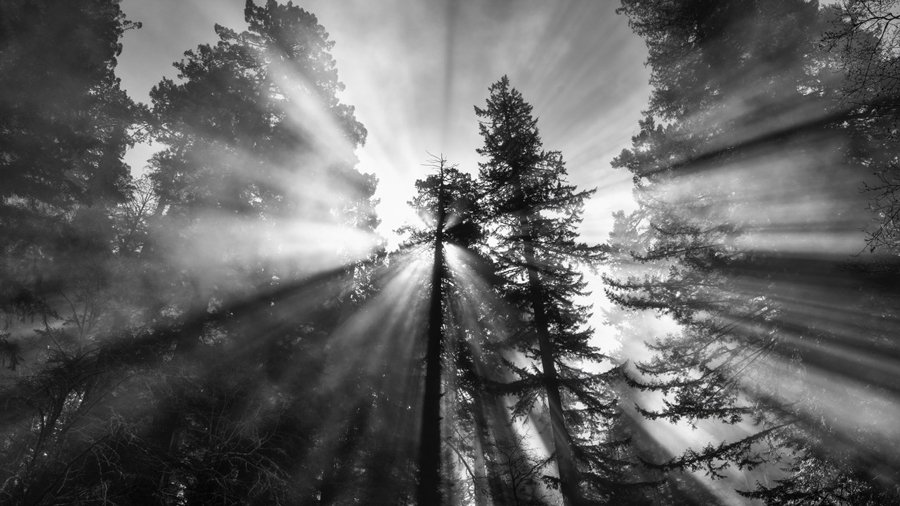 Picks1-Rays_Redwood-National-Park_30x40.jpg