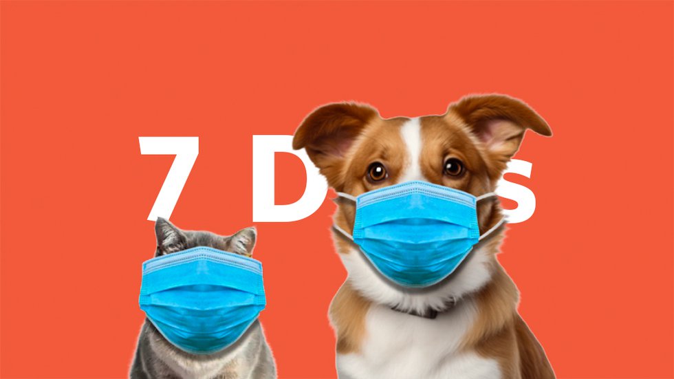 7Days-Cat-Dog-Masks.jpg