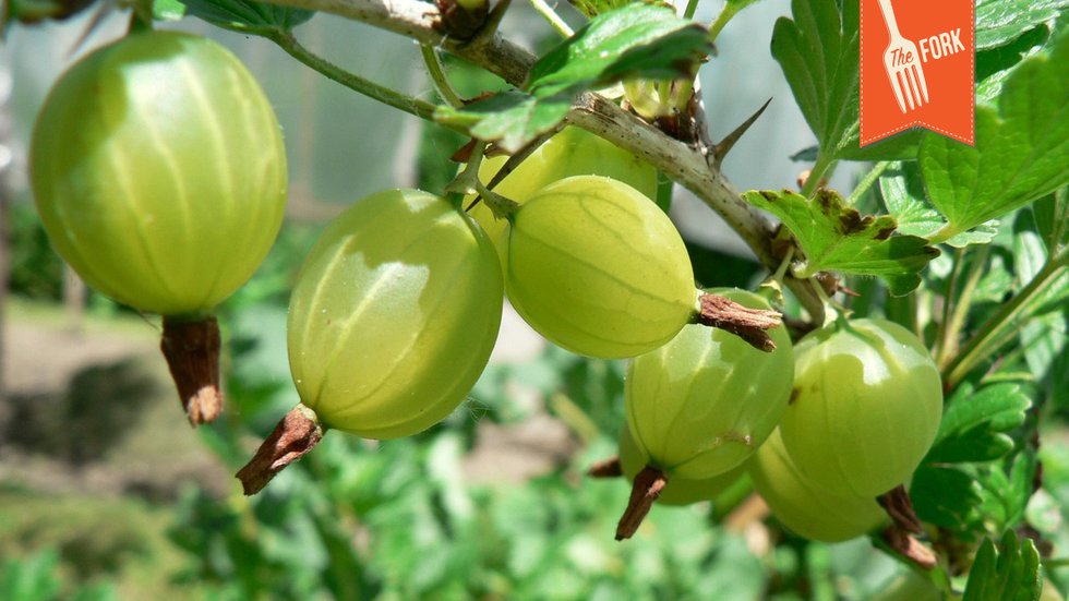 gooseberries_Fork-Header.jpg