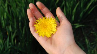 SG-7-Foraging-1-dandelion-flowers-floral-blossom-e91acbb41c25762b70ede8985a5c3d0c.jpeg