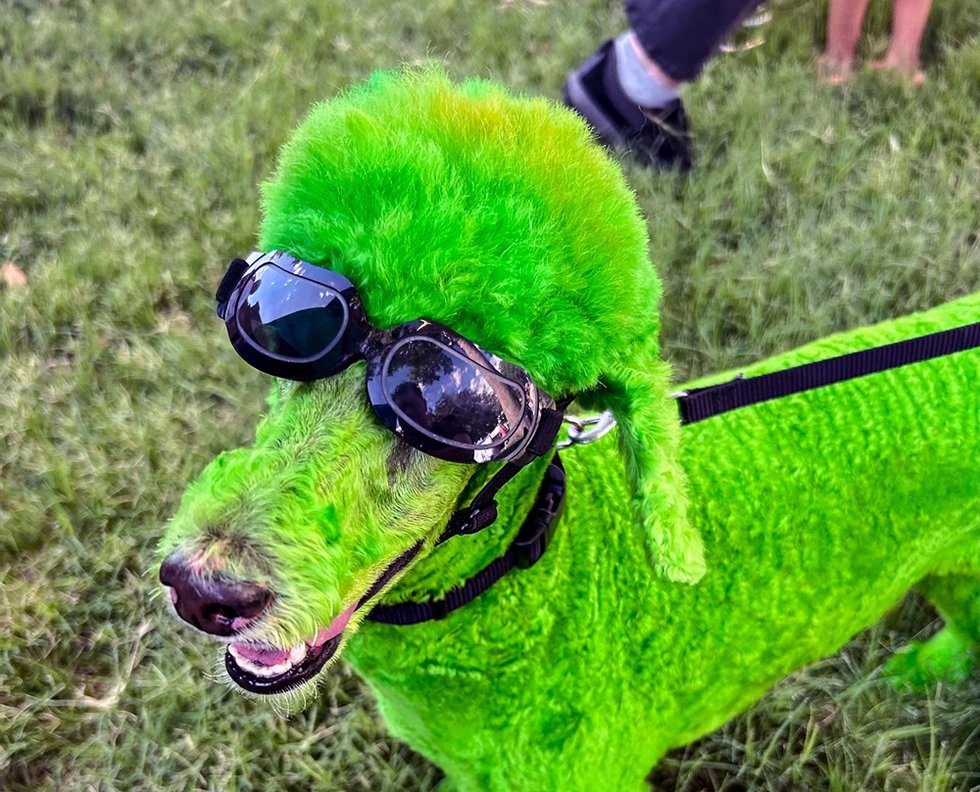 Cover-4-Green-Alien-Poodle.jpg