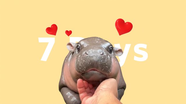 7Days-Hippo.jpg